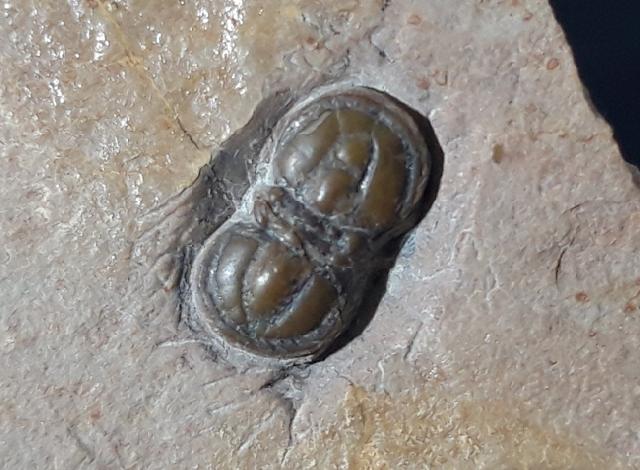 Peronopsis interstricta (WHITE 1874) - Bild &copy; FossNet FossilienStore